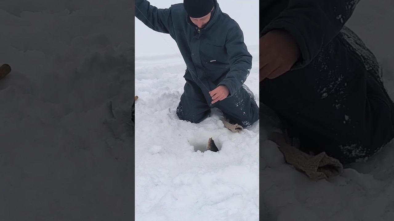 Зимняя Рыбалка! Окунь монстр! Мормышка! #рыбалка #зимняяловлярыбы #сети #охота #природа #мормышка смотреть онлайн