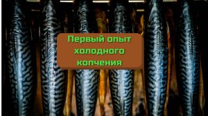 Холодное копчение. Первый опыт. Копчение в холод.