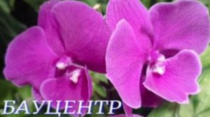 №981/ ОБЗОР орхидей в БАУЦЕНТРЕ