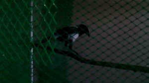 Сорока разговаривает 5