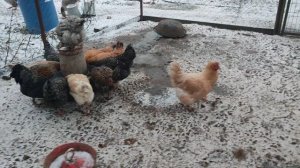 Почему кидаю золу в курятнике на землю, а не в ящик, как делают другие? 🤔