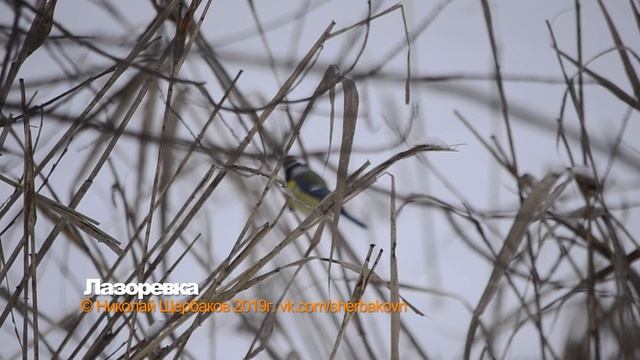 Лазоревка