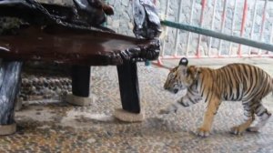 Cute kid feeding milk to the cute small Tiger