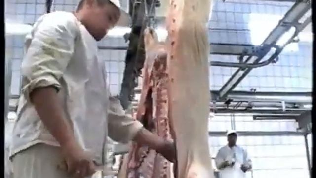 Технологія забою свиней та виробництво м'ясних продуктів