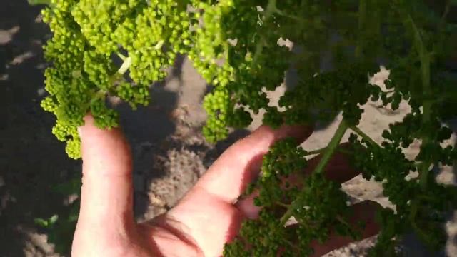 Виноград. нагрузка урожаем , и какие грозди удалять смотреть онлайн