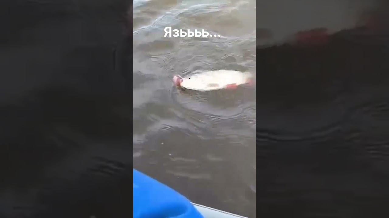 Огромный ЯЗЬ на Вертушку! #хитрыйосётр #рыбалка #сети #рыбалканаспиннинг #рыбалканащуку #язь смотреть онлайн