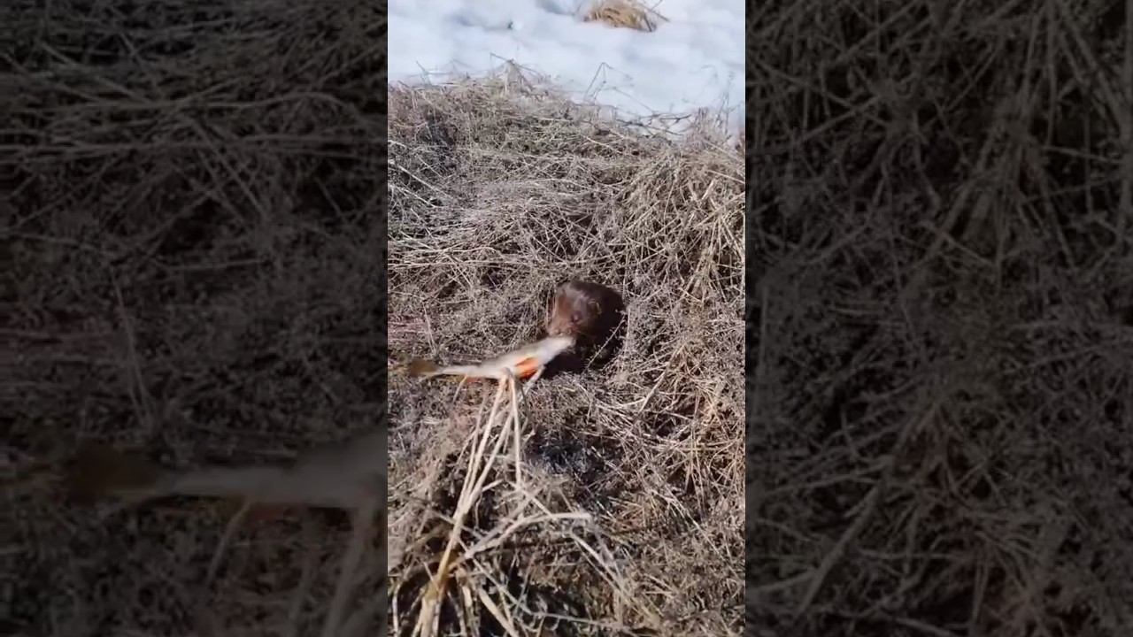 Встретили на рыбалке ну очень скромную норку! #рыбалка #охота #сети #природа #норка смотреть онлайн