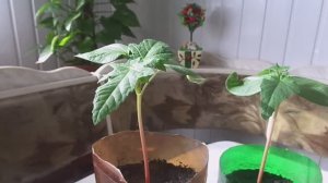 Посев пророщенными семенами и уход за рассадой клещевины.