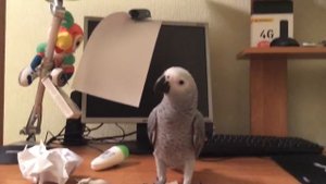 Попугай жако Феникс