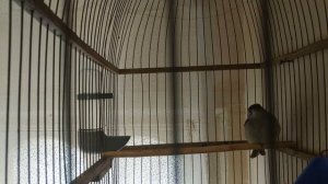 Спів моєї Славки Чорноголівки