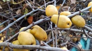 🍋Полезные Свойства Плодов Хеномелеса. Использование в кулинарии.🌿