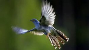 Кукушка   Сказки для детей и для взрослых