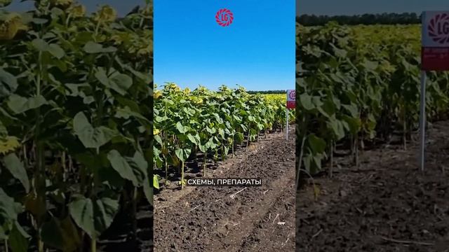 🌻Демоцентр #limagrain #гибриды #селекция #лимагрен #посевы #подсолнечник #lg_seeds_russia #семена
