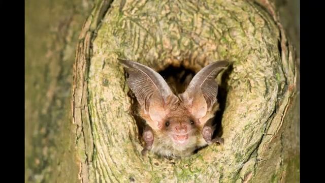 Бурый ушан. Интересная и необычная летучая мышь смотреть онлайн