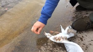 Поймали чайку