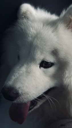 САМОЕД МИЛКА🏆