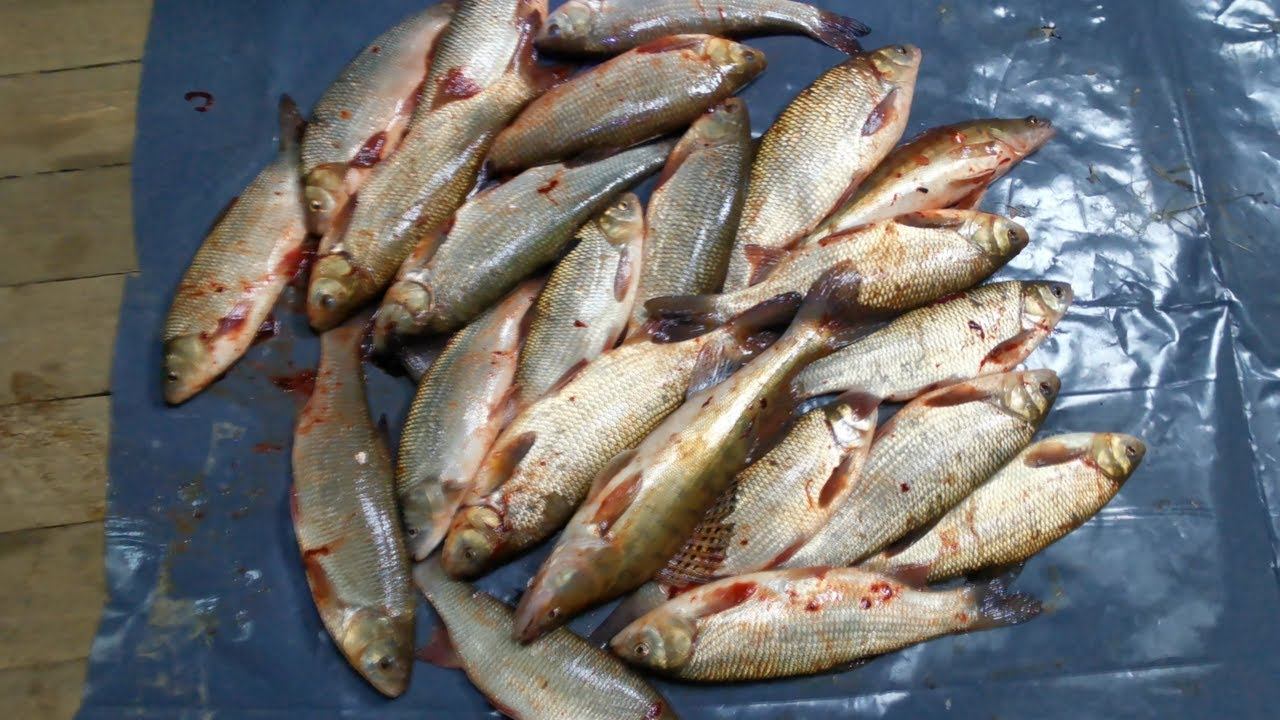 ⚡Трудовая Осенняя Рыбалка На Сплавную Сеть! смотреть онлайн