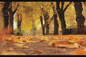 "Перед листопадом" Илона Ананьина Музыка Марка Гройзбурга Слова Арсения Тарковского