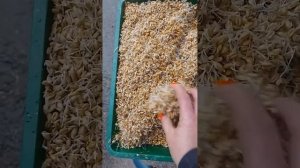 Пророщенная пшеница вкусняшка для кур.