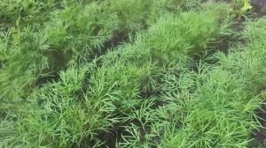 Сеем Укроп.  Мои Секреты Выращивания Укропа.  Свежая Зелень с Мая по Октябрь.