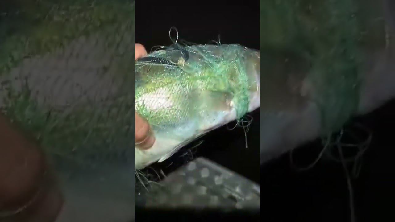 Ночная Рыбалка, Судак 3.5 кг. смотреть онлайн