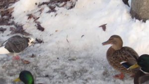 УТКИ ЕДЯТ ХЛЕБ