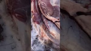 Черви в мясе .Охота