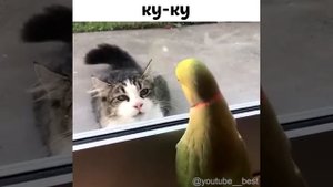Ку ку   Попугай дразнит кота