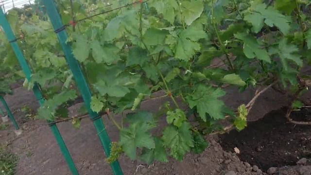 Виноград. Сломался зелёный побег...
Как исправить смотреть онлайн