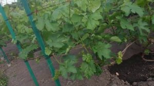 Виноград. Сломался зелёный побег...
Как исправить