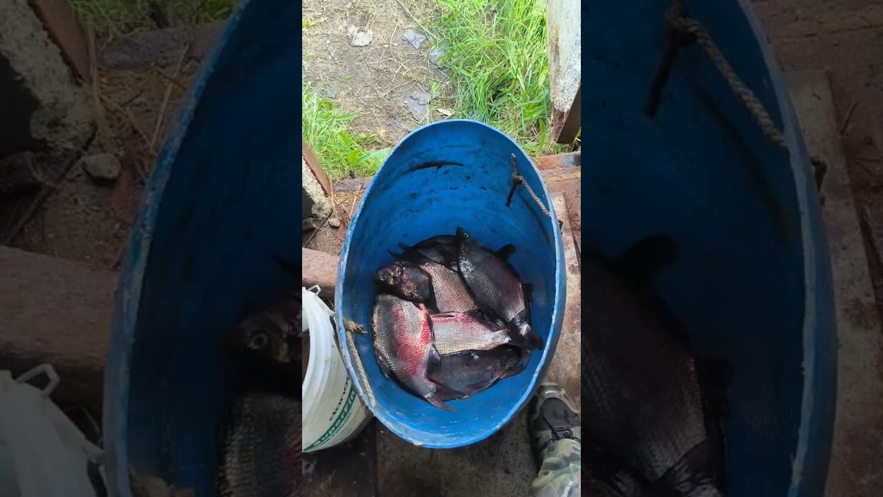 Рыбалка, супер свежий язь сухого посола. #рыбалка #язя #сухойпосол #рыба #соль #природа #река смотреть онлайн