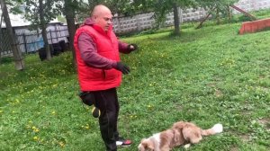 Как забрать косточку у собаки?
