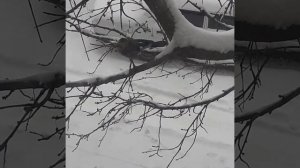 птица сойка.подкармливаем птиц в холода . прилета сойка покушать