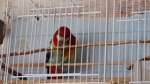 Розелла и камень