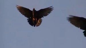 Голуби  николаевские  Мариуполя