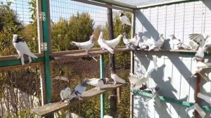 В гостях у Мироненко Валерия Ивановича.
Голуби Донбасса