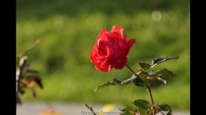 Севастополь 6 декабря 2024. Новый Херсонес