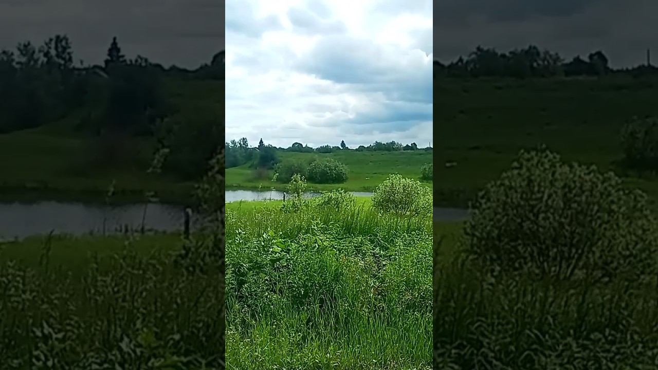 Рыбалка! Деревня! Жарим свежих Карасей! #рыбалка #дача #деревня #карась #жарим смотреть онлайн