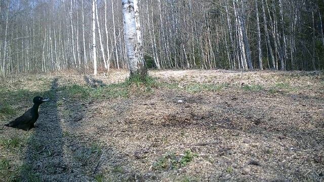 Желна