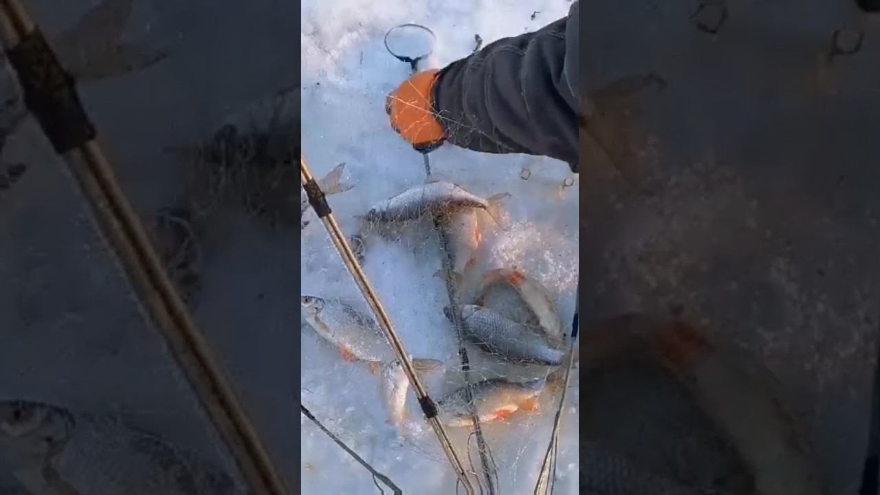 Зимняя рыбалка хапугами! #зимняяловлярыбы #рыбалка #хитрыйосëтр смотреть онлайн