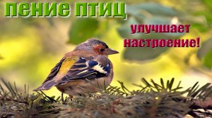Пение Соловья в лесу