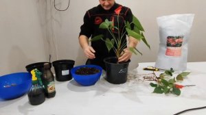 Пересадка Антуриума