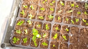 Комбинированное черенкование#метельчатой#гортензии#Петит Черри