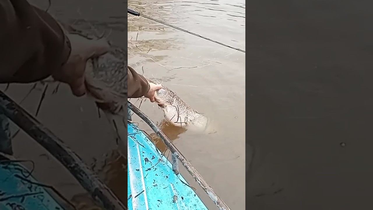 Рыба моей мечты! #хитрыйосётр# #рыбалка #сети #рыбалканаспиннинг #рыбалканащуку смотреть онлайн