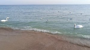 Лебеди и Черное море. Евпатория. Декабрь 2024.