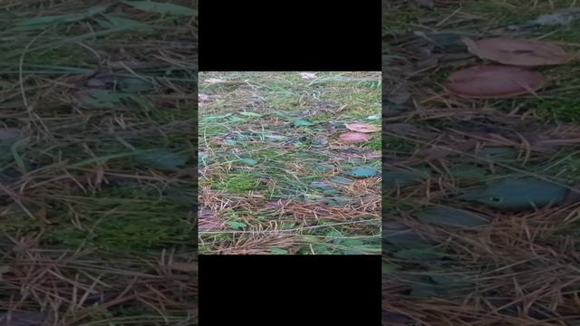 Грибы Паутинники, никому не интересны.