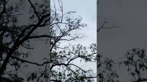 Что за птица, нужно определить по пению