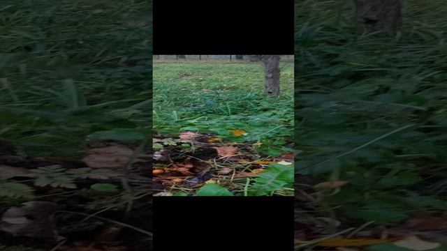 Опята на пнеу церкви в Гнездово, а в лесу мы их не видели.