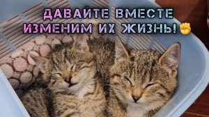 Если 77-летняя женщина может спасти две жизни, то остальные могут и подавно!