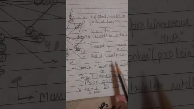 Structure of centriole// Cell organelles ll important for neet #neet#short#planetnotebook